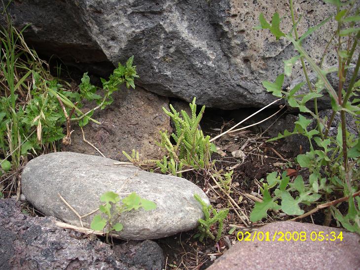 Crassula lycopodioides