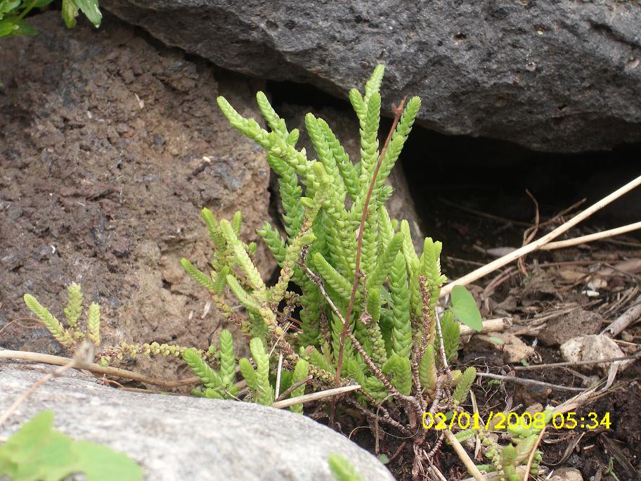 Crassula lycopodioides