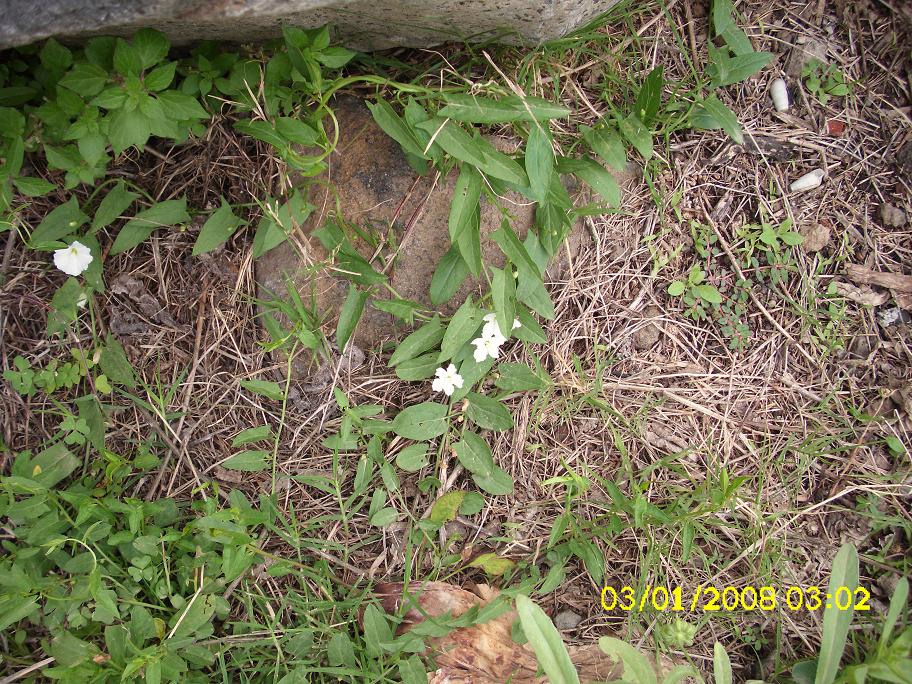 Convolvulus arvensis