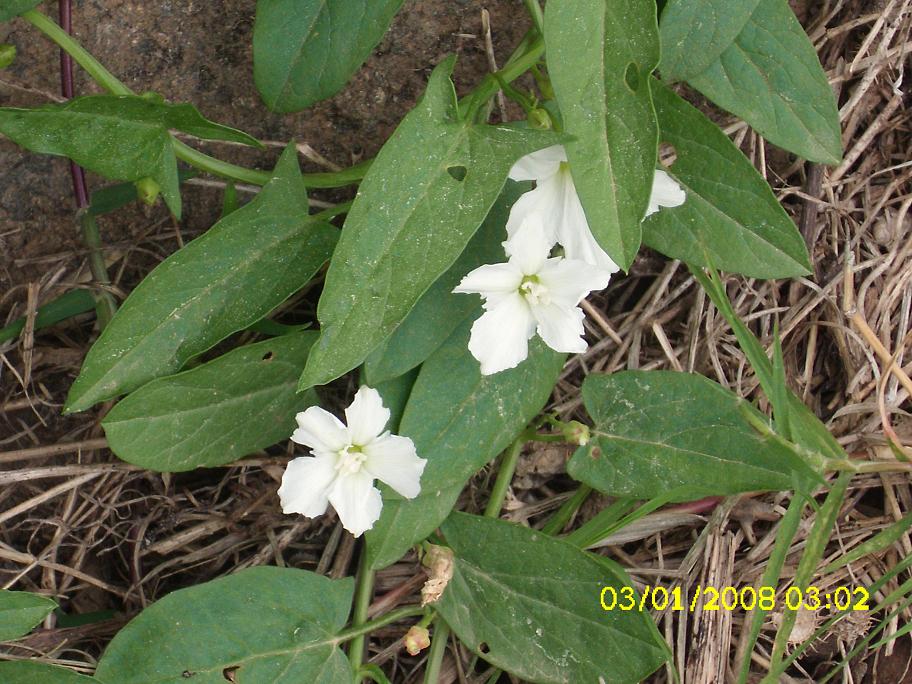 Convolvulus arvensis