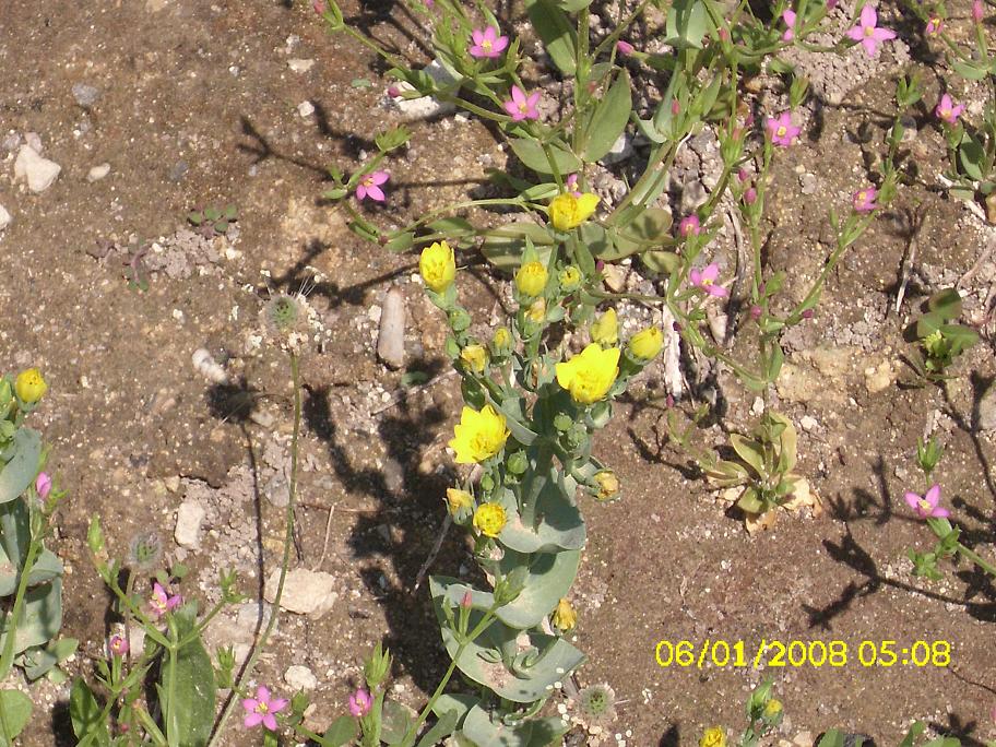 Blackstonia grandiflora (e Centaurium cfr. pulchellum)