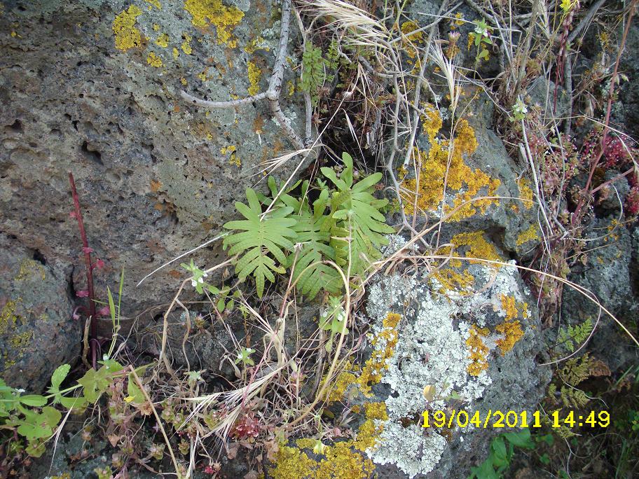 Polypodium sp.