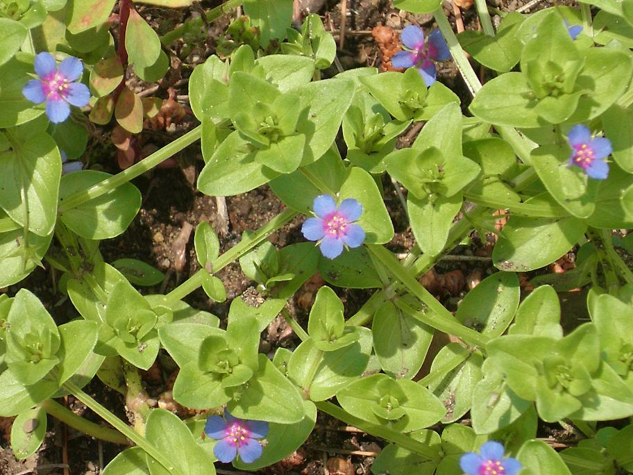 Lysimachia sp.