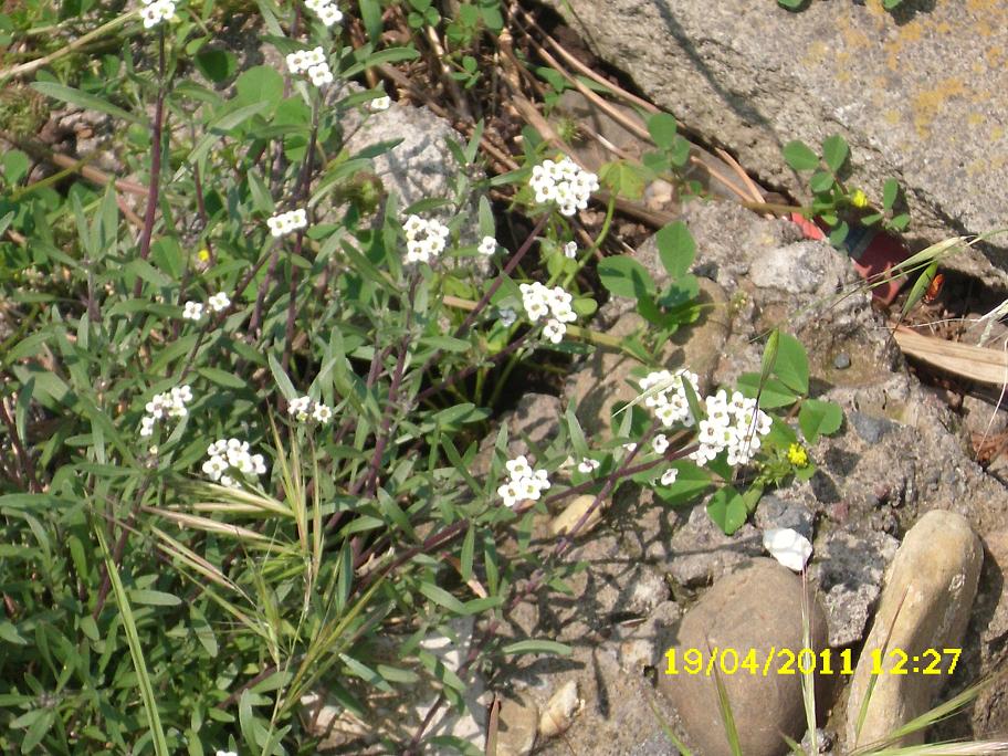 Lobularia maritima