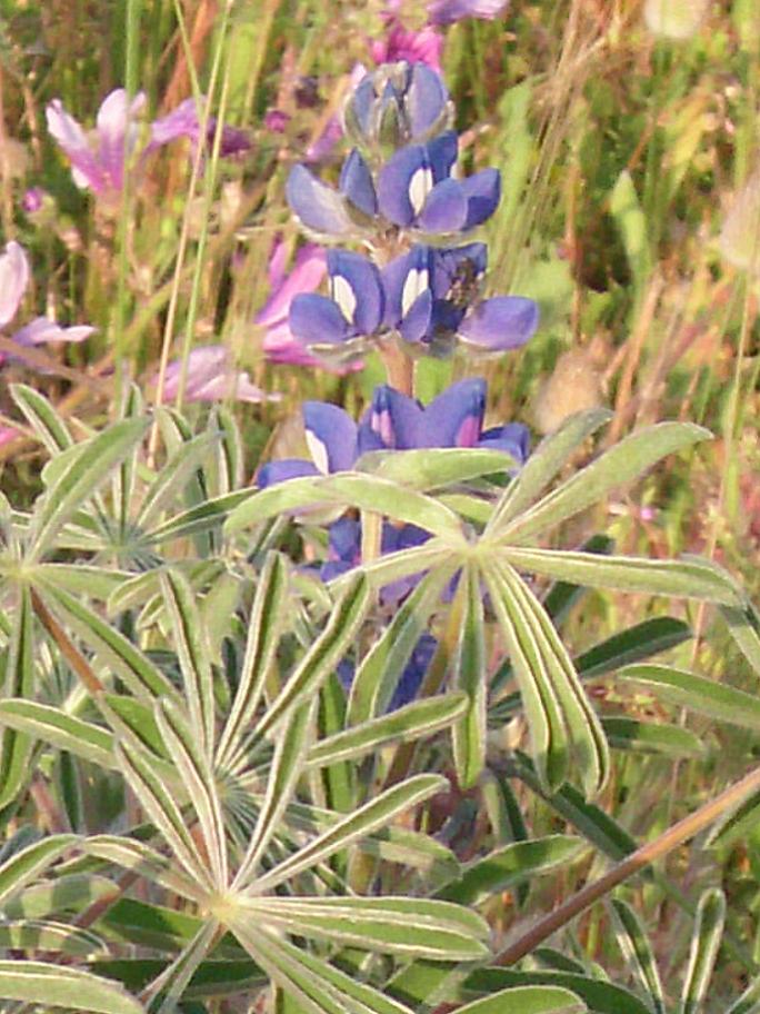 Lupinus angustifolius o micranthus? L. micranthus