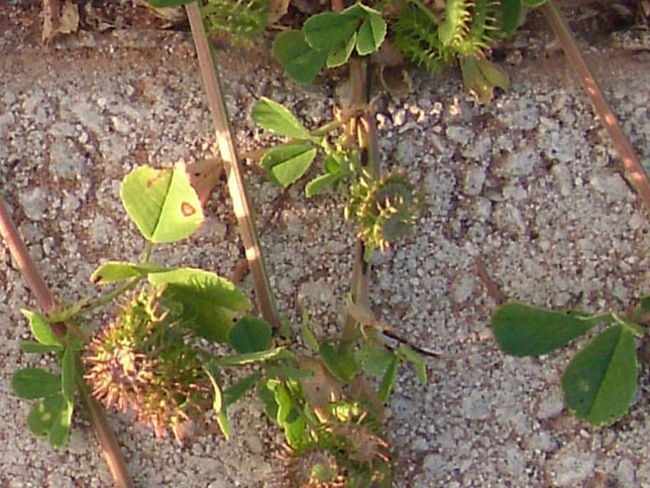 medicago sp.