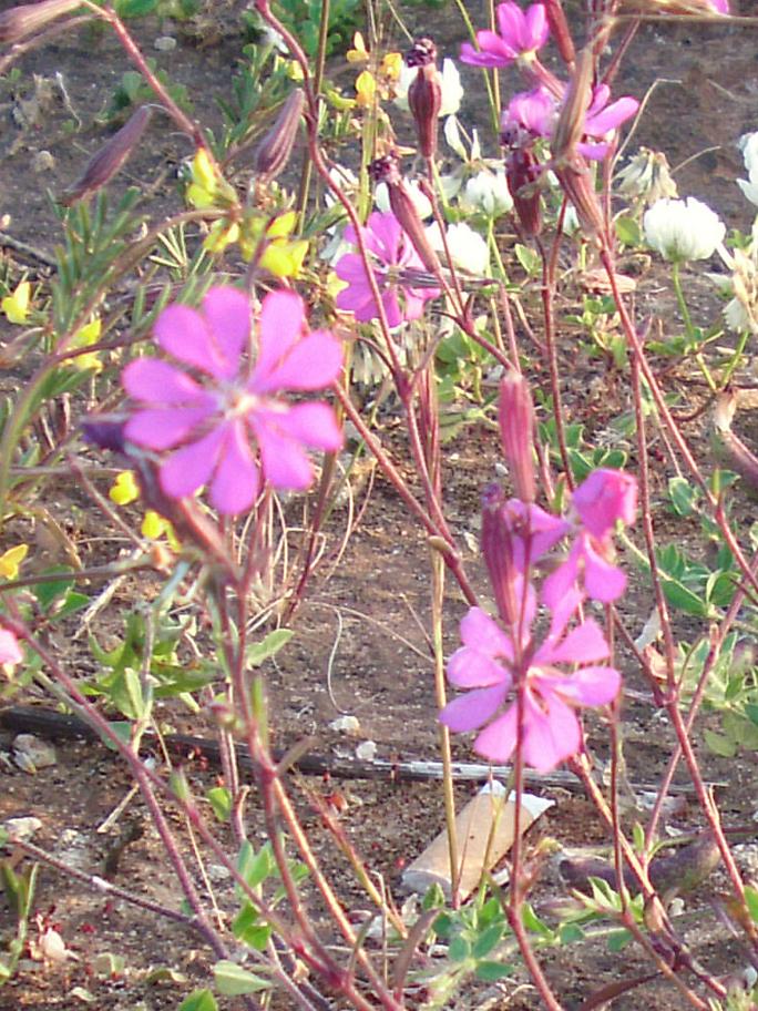 silene colorata ?