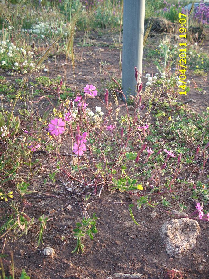 silene colorata ?