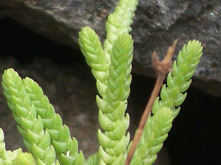 Crassula lycopodioides