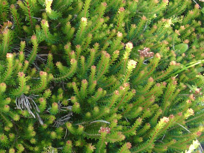 Erica multiflora ?