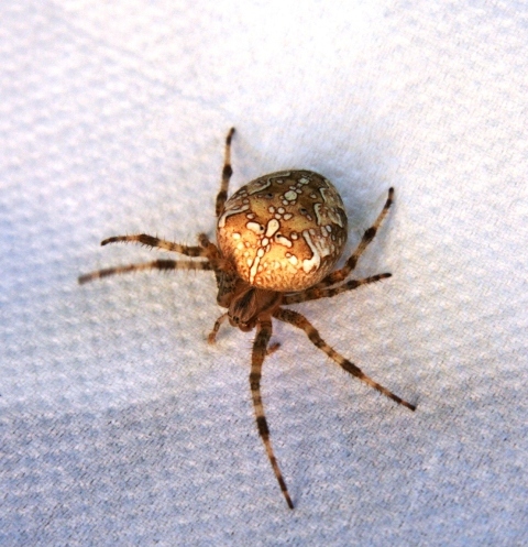 Araneus diadematus