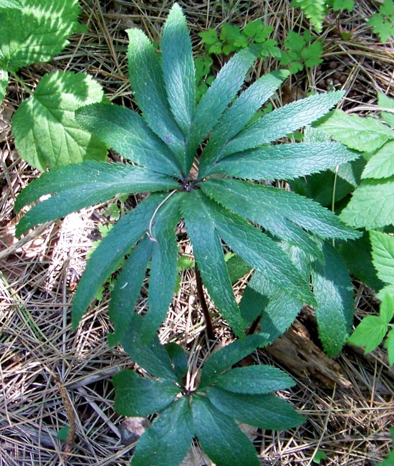 Helleborus bocconei