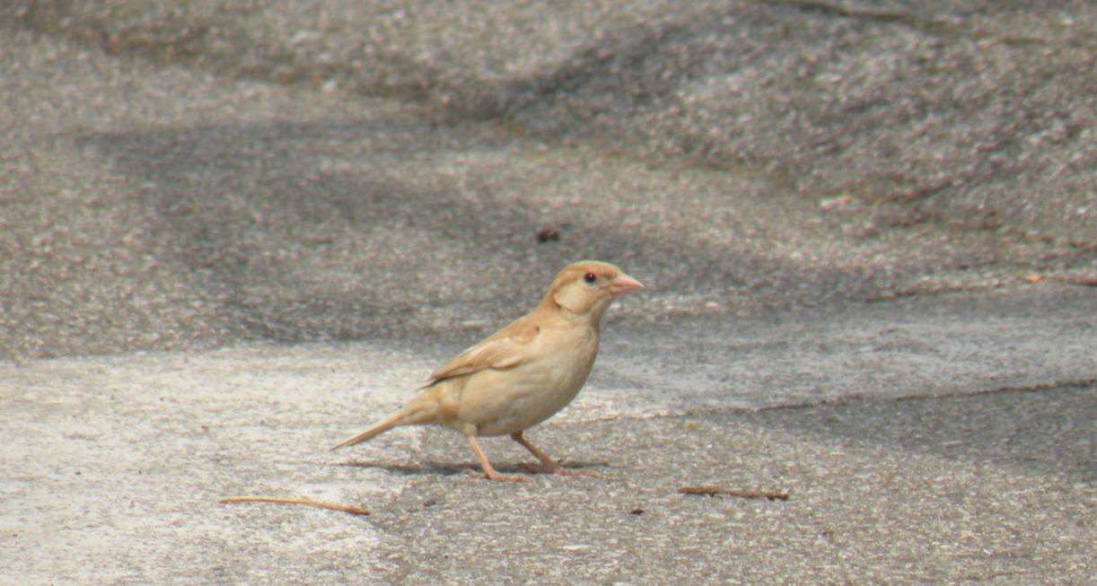 Che uccello  questo (Petronia isabellina?)