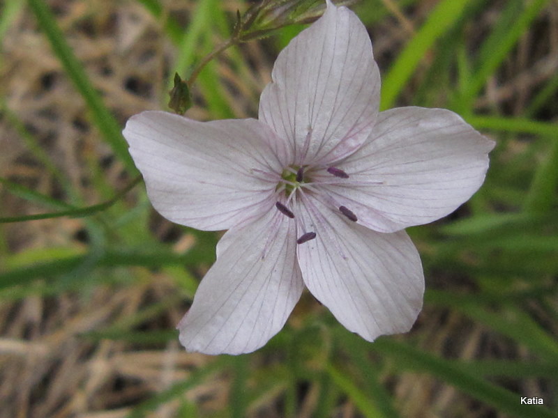 Genere Linum