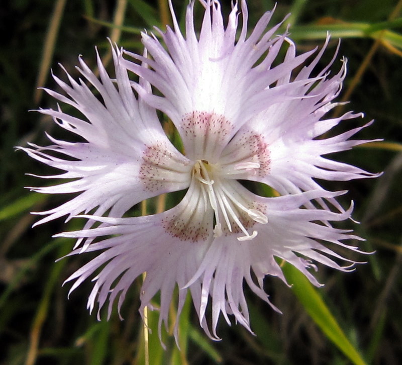 Dianthus monspessulanus / Garofano di bosco