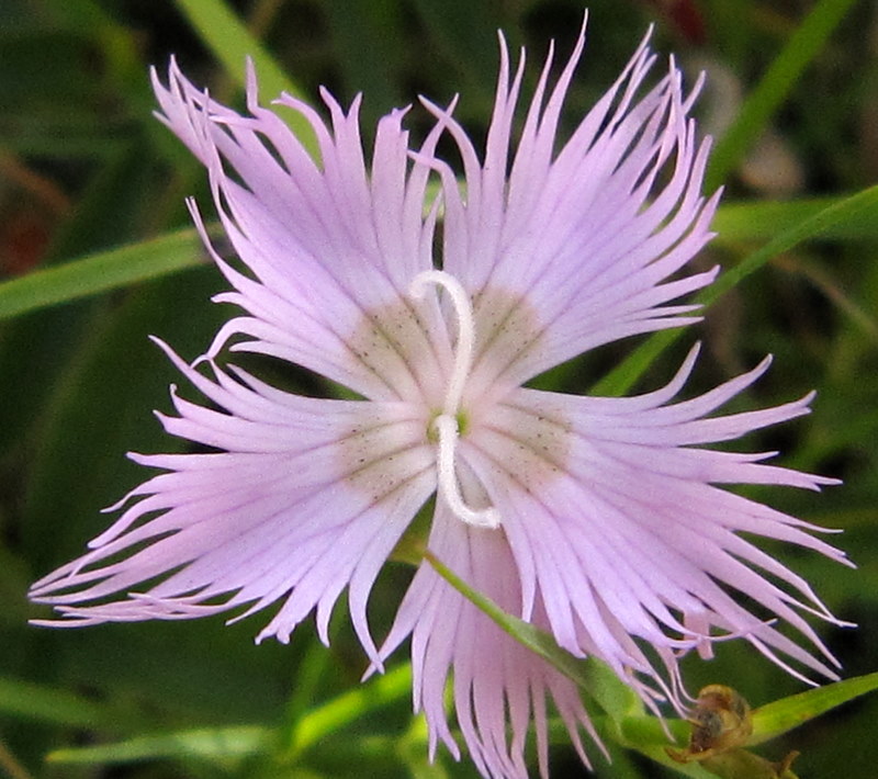 Dianthus monspessulanus / Garofano di bosco