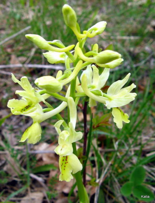 Orchis pauciflora X O.provincialis