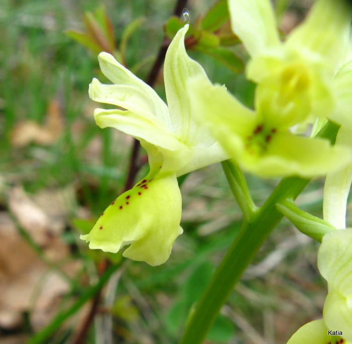 Orchis pauciflora X O.provincialis