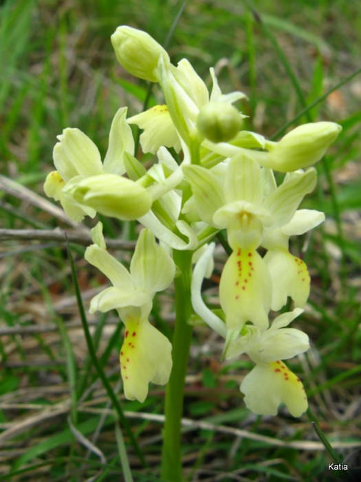 Orchis pauciflora X O.provincialis