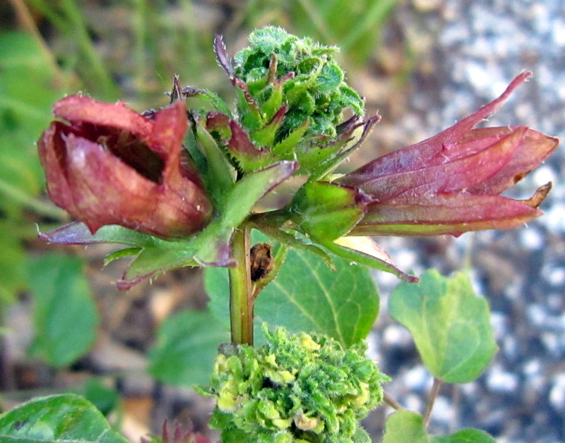 Lusus di Campanula trachelium