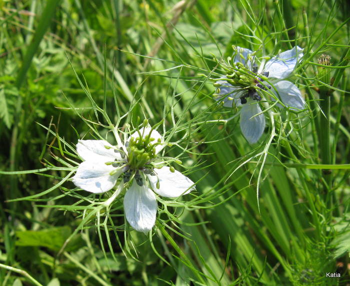 Nigella damascena