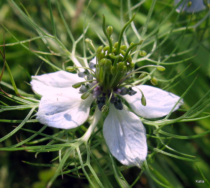 Nigella damascena