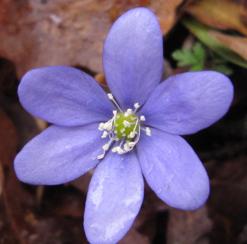 Hepatica nobilis