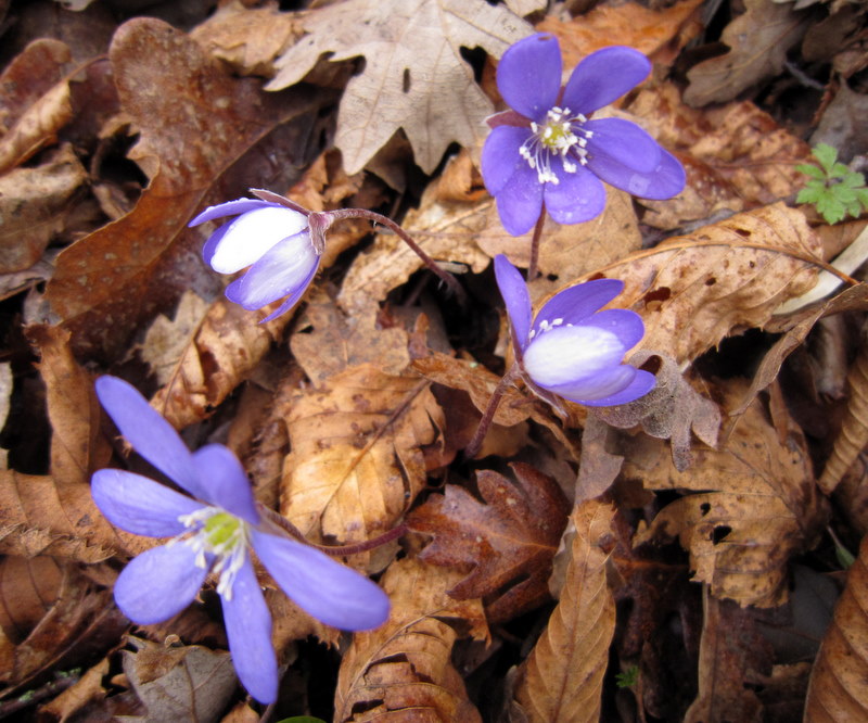 Hepatica nobilis