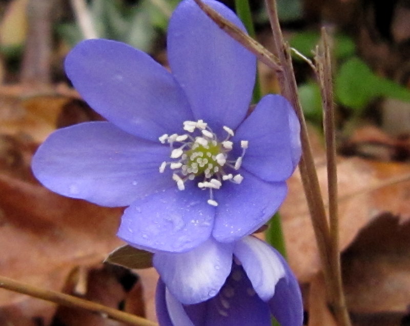 Hepatica nobilis