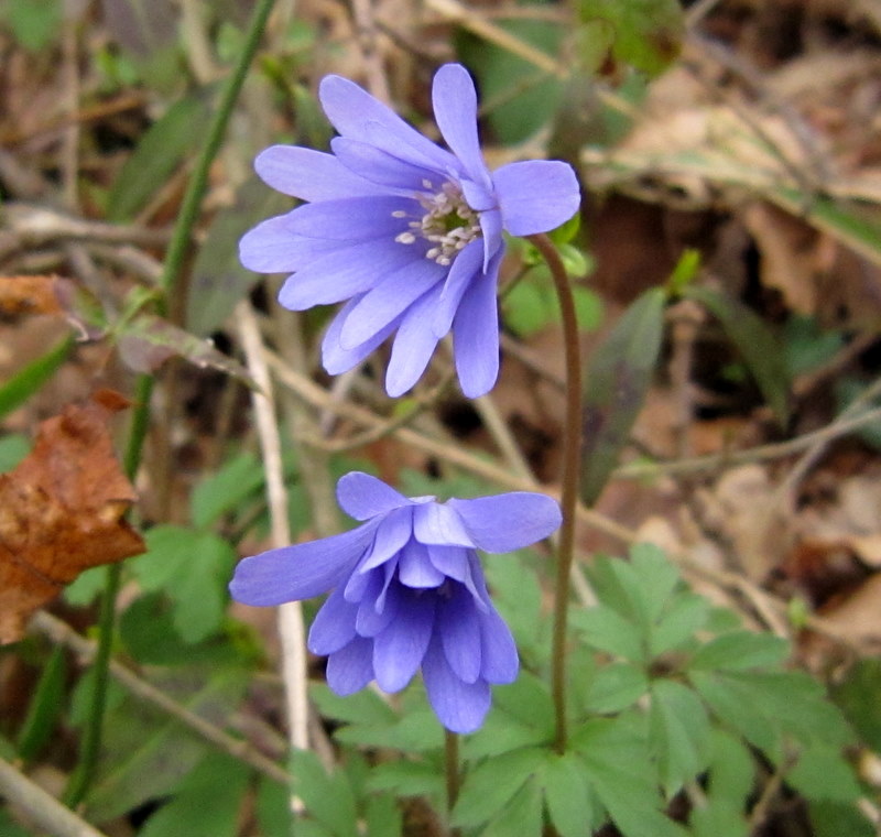 Anemone apennina / Anemone dell''Appennino