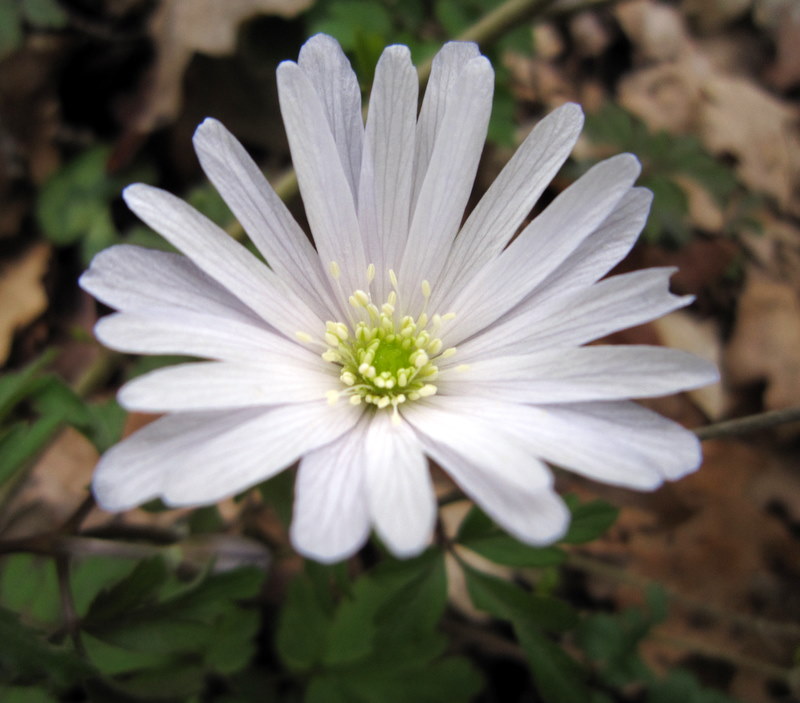 Anemone apennina / Anemone dell''Appennino