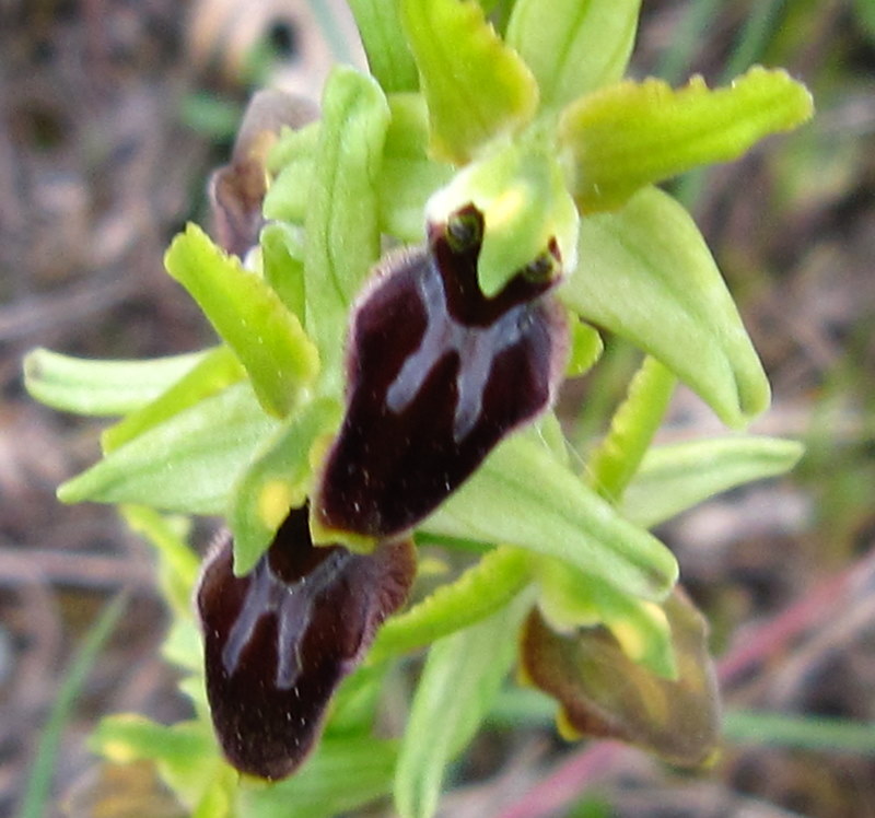 Ophrys da identificare