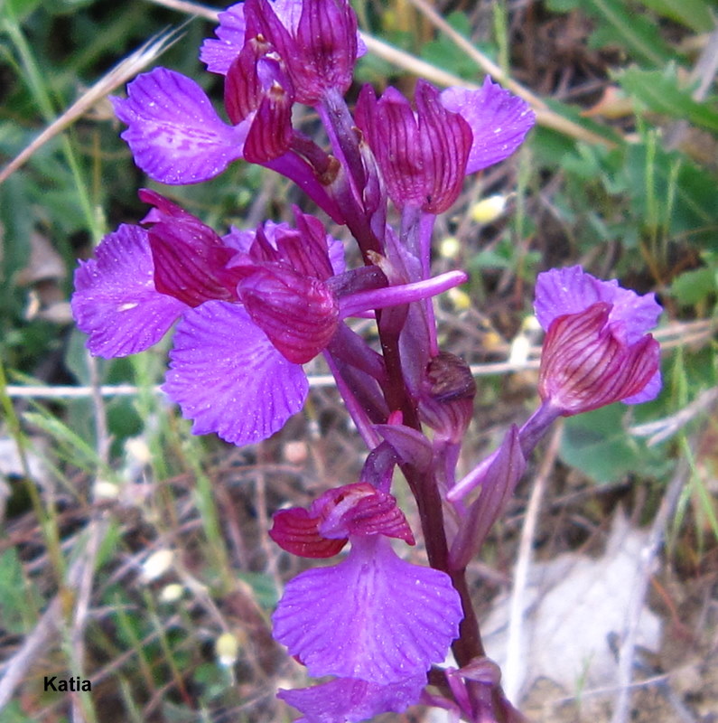 Anacamptis Xgennari  ( Valdichiana)