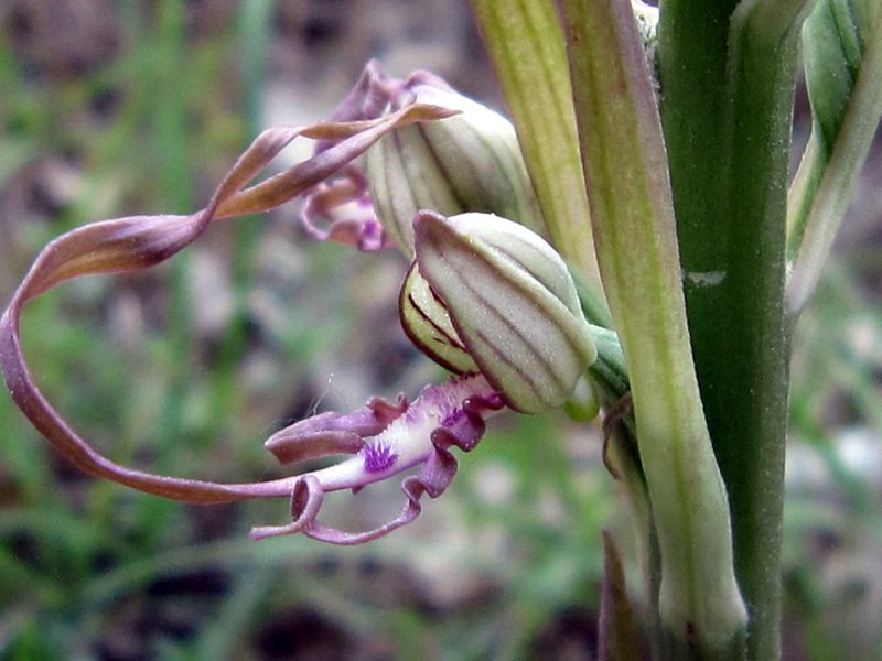 Escursione in Valdichiana 2