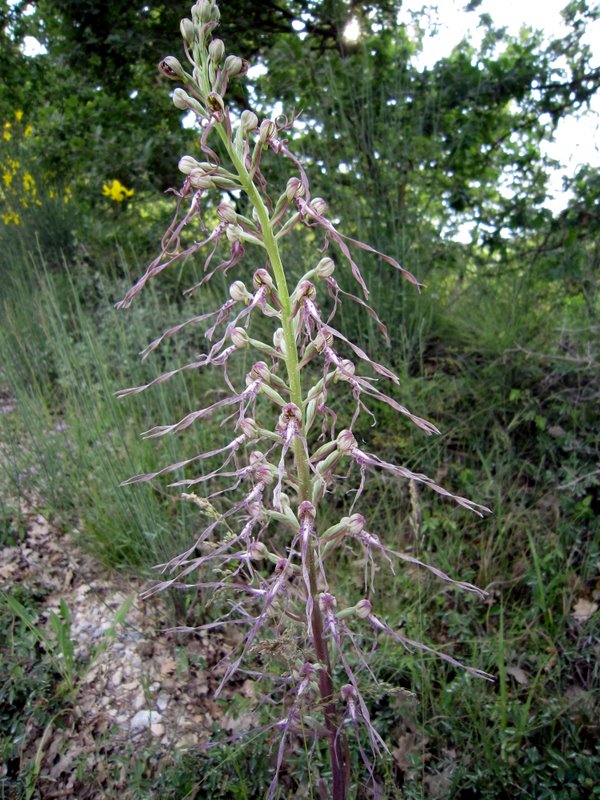 Escursione in Valdichiana 2