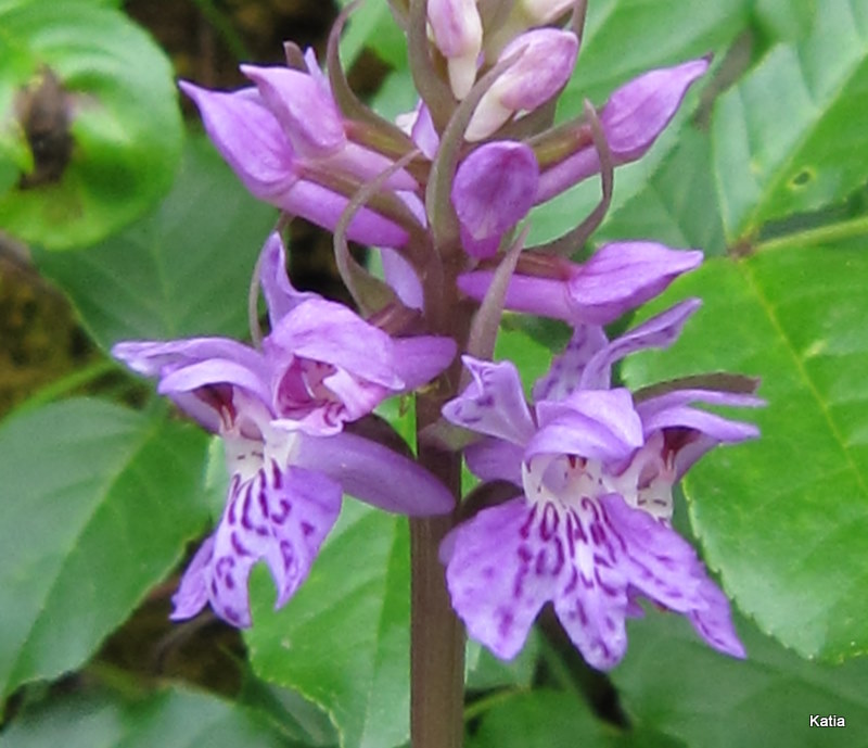 Dactylorhiza maculata subsp. saccifera / Orchidea saccifera