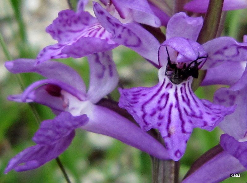 Dactylorhiza maculata subsp. saccifera / Orchidea saccifera