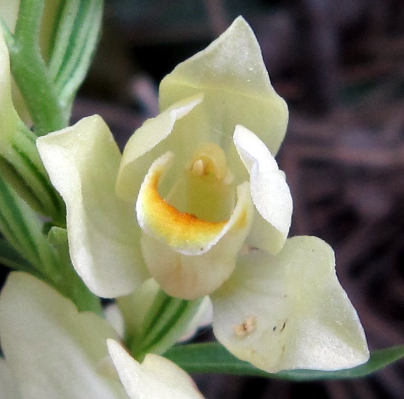 Cephalanthera damasonium / Cefalantera bianca