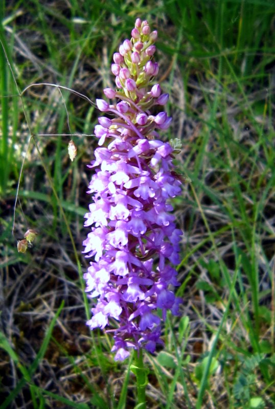 Gymnadenia conopsea