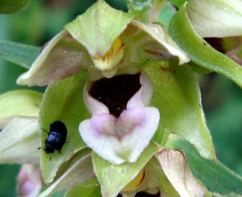 Epipactis helleborine