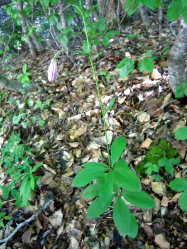 Lilium martagon