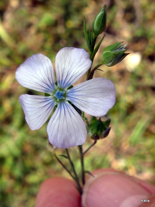 Genere Linum