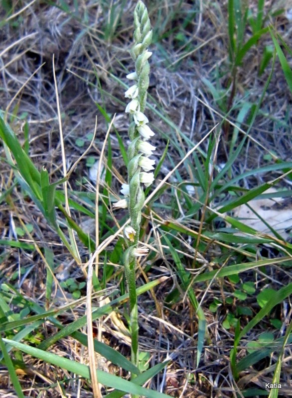 Spiranthes della Valdichiana