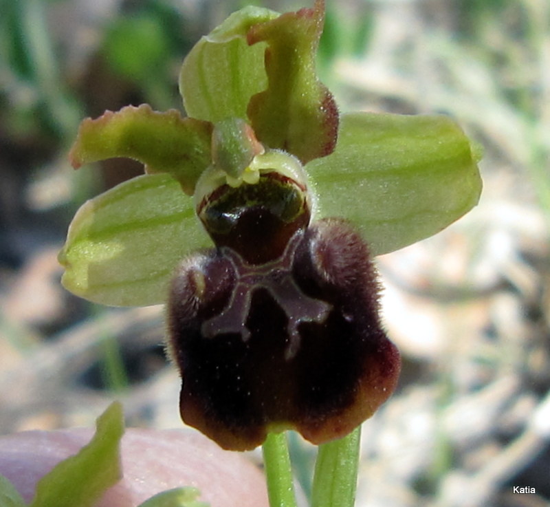 ID Ophrys