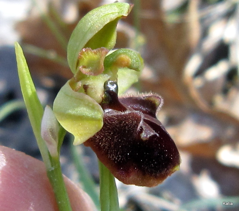 ID Ophrys