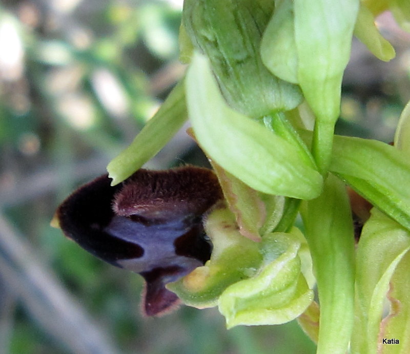 ID Ophrys