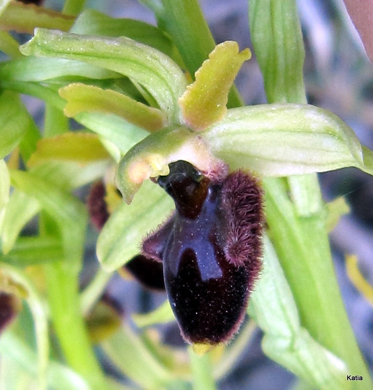 ID Ophrys