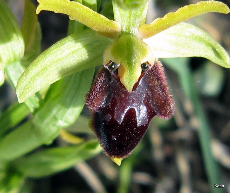 ID Ophrys