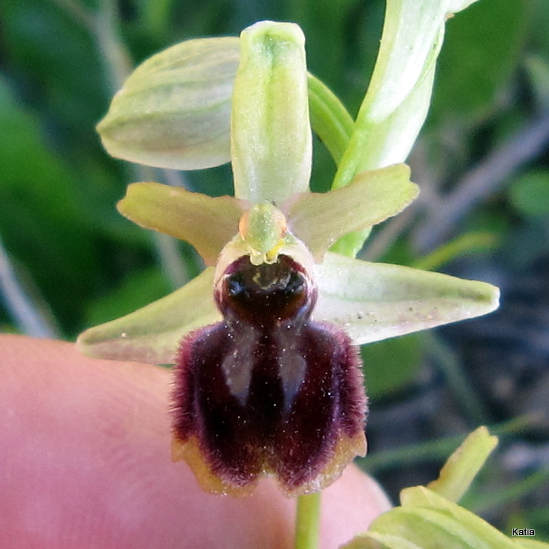 ID Ophrys