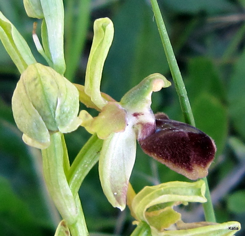 ID Ophrys